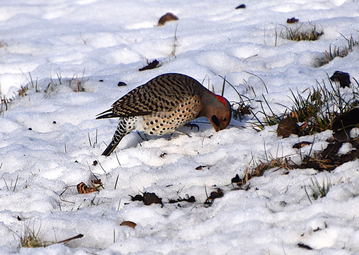 Northern Flicker - ML646608670