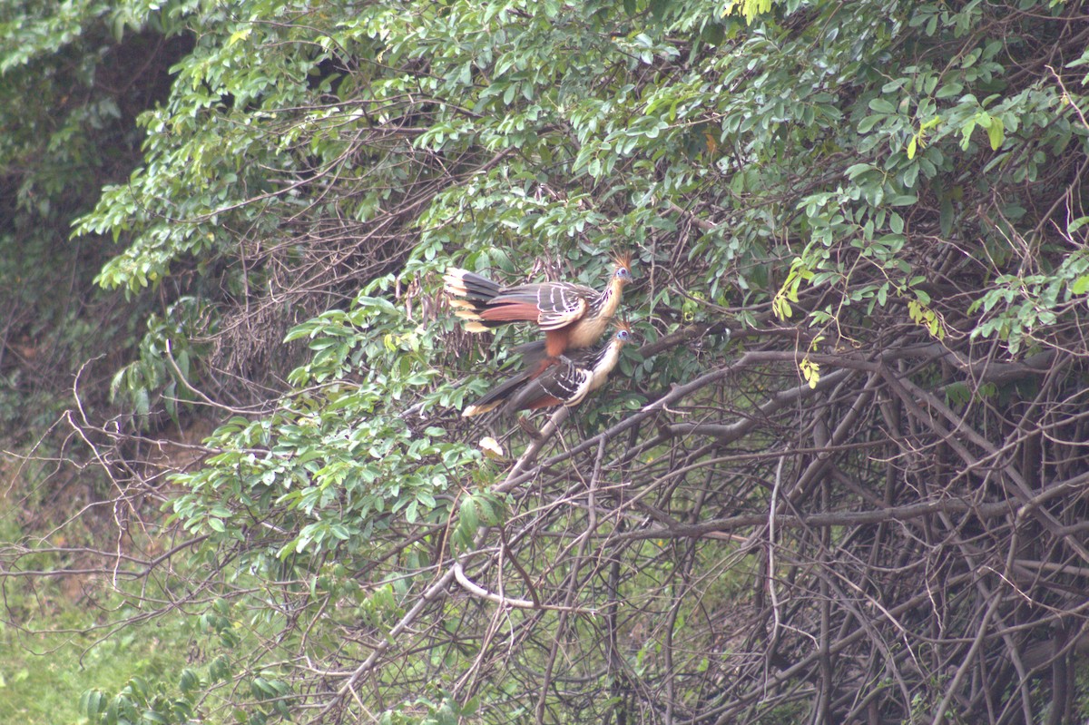 Hoatzin - ML646608673