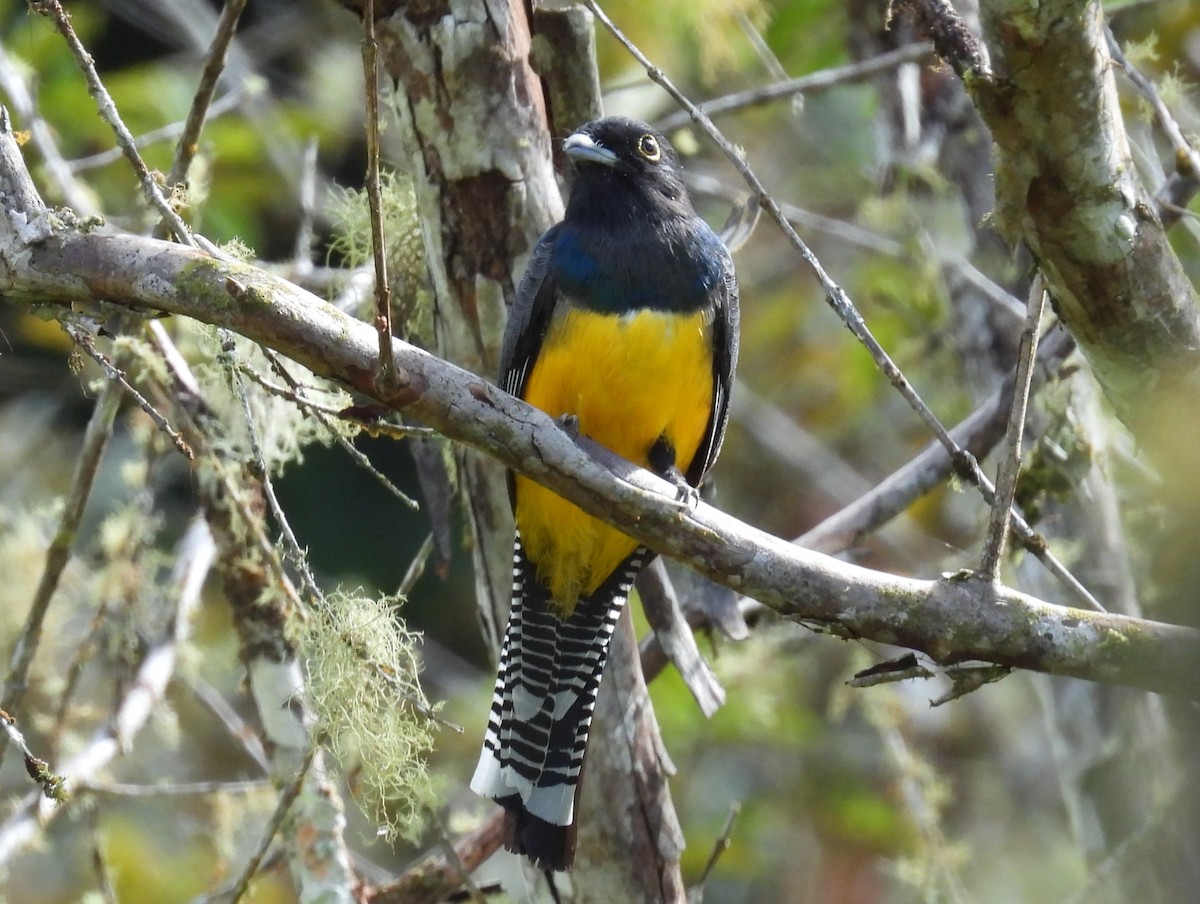 Mor Trogon - ML646608675