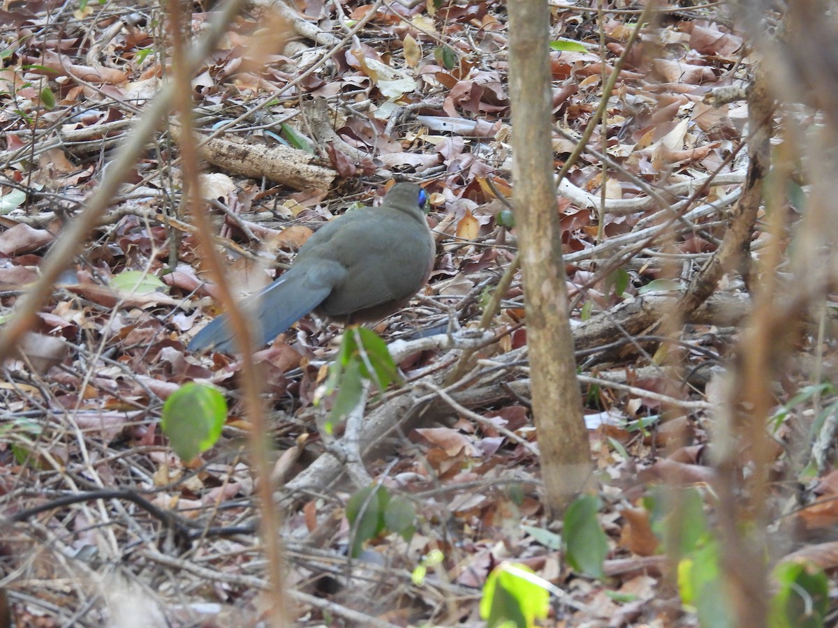 Coquerel's Coua - ML646608683