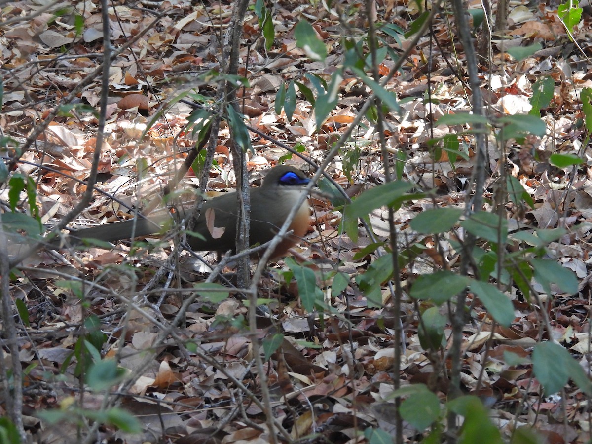 Coquerel's Coua - ML646608684