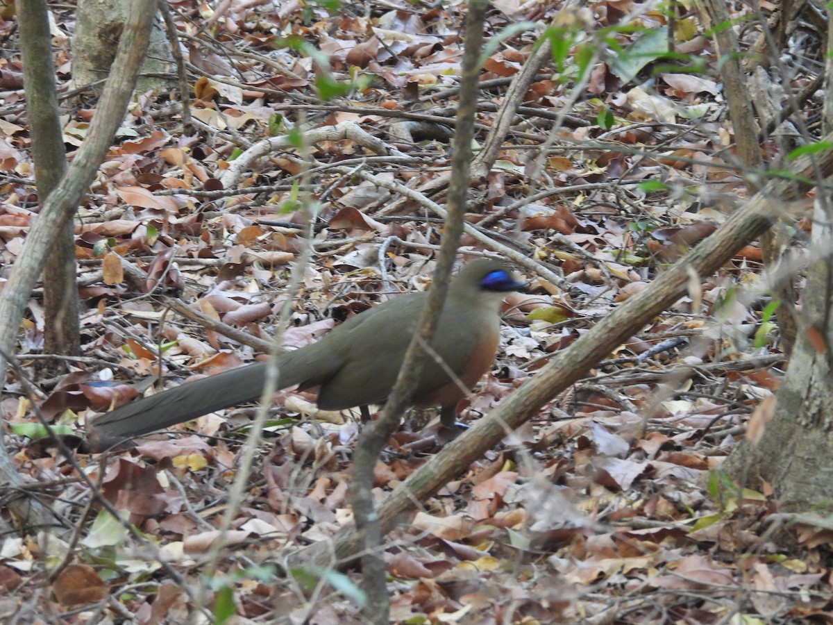 Coquerel's Coua - ML646608686