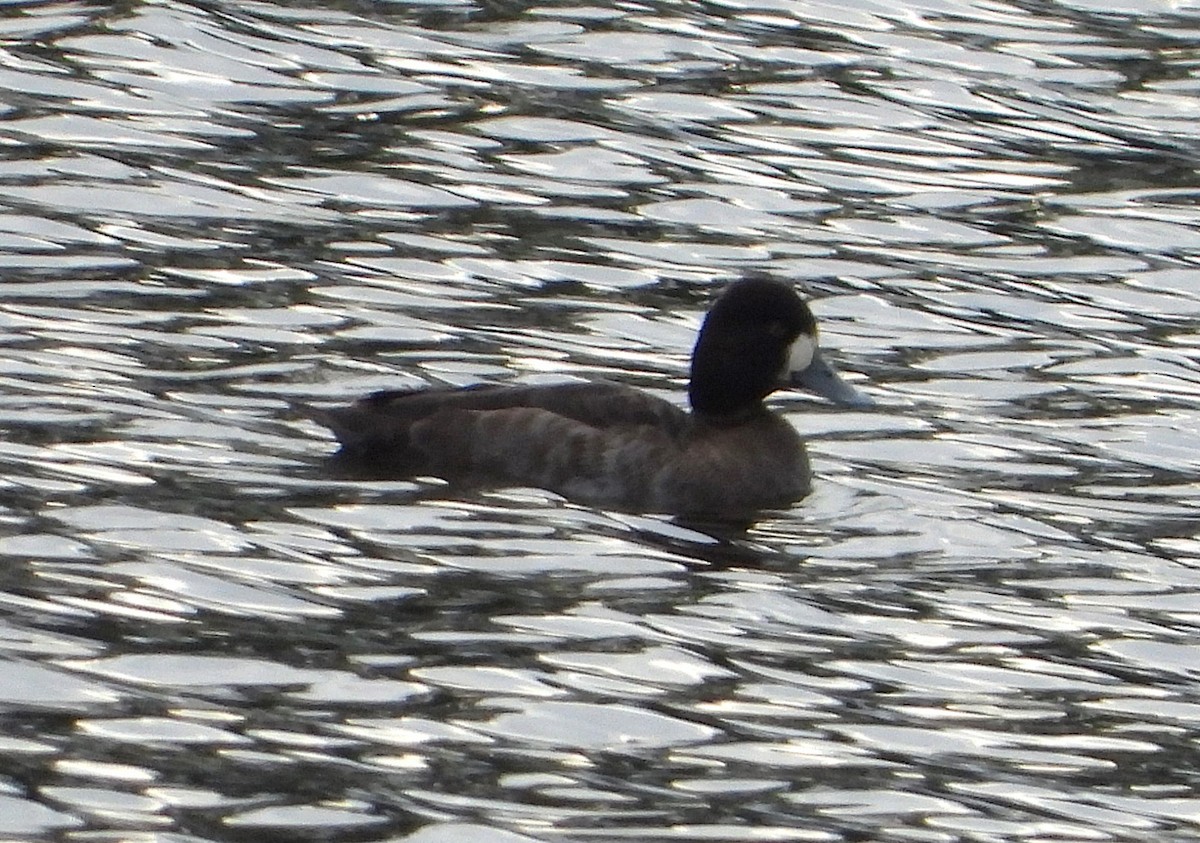 Lesser Scaup - ML646608687