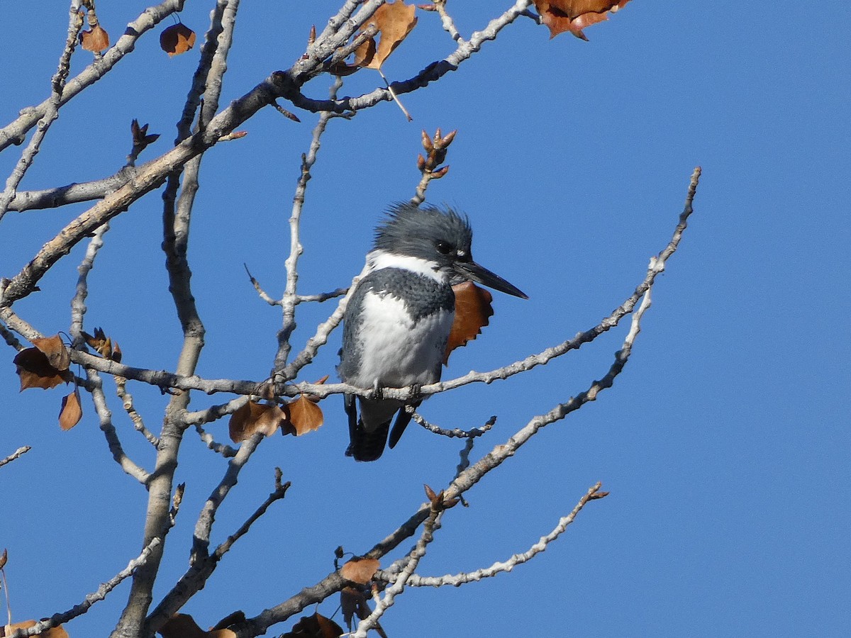 Belted Kingfisher - ML646608688
