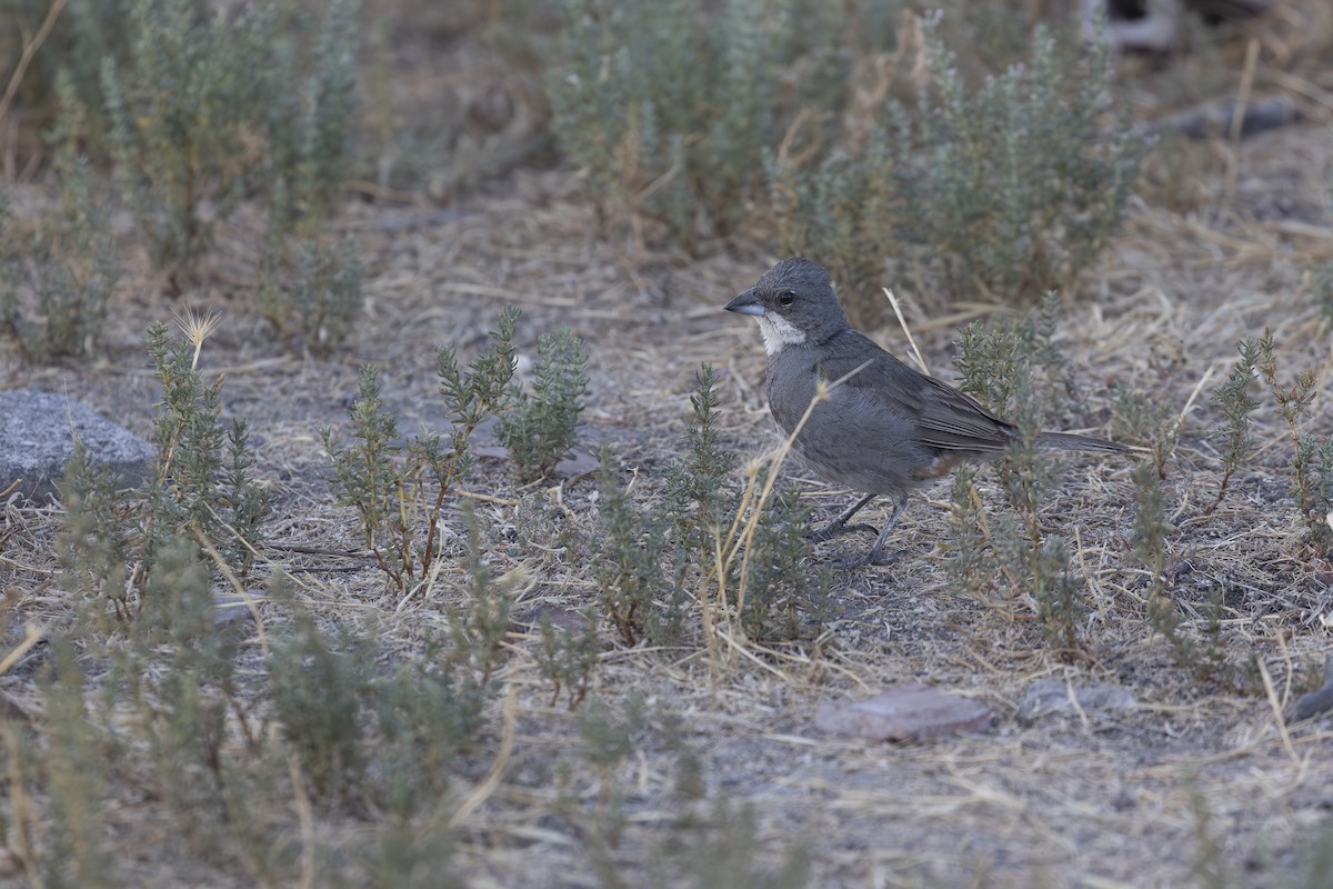 Diuca Finch - ML646608689