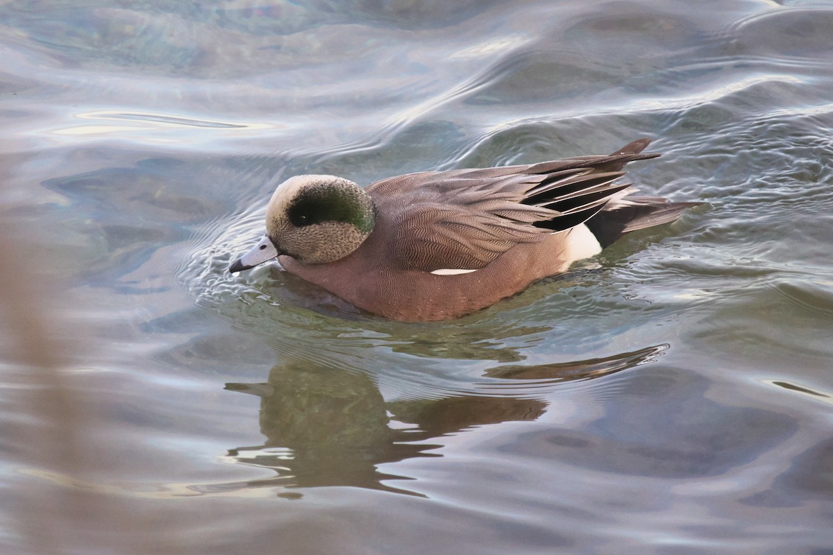American Wigeon - ML646608690