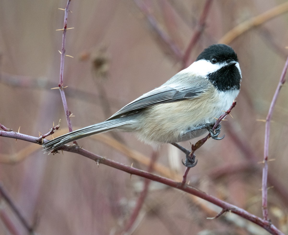 Black-capped Chickadee - ML646608691