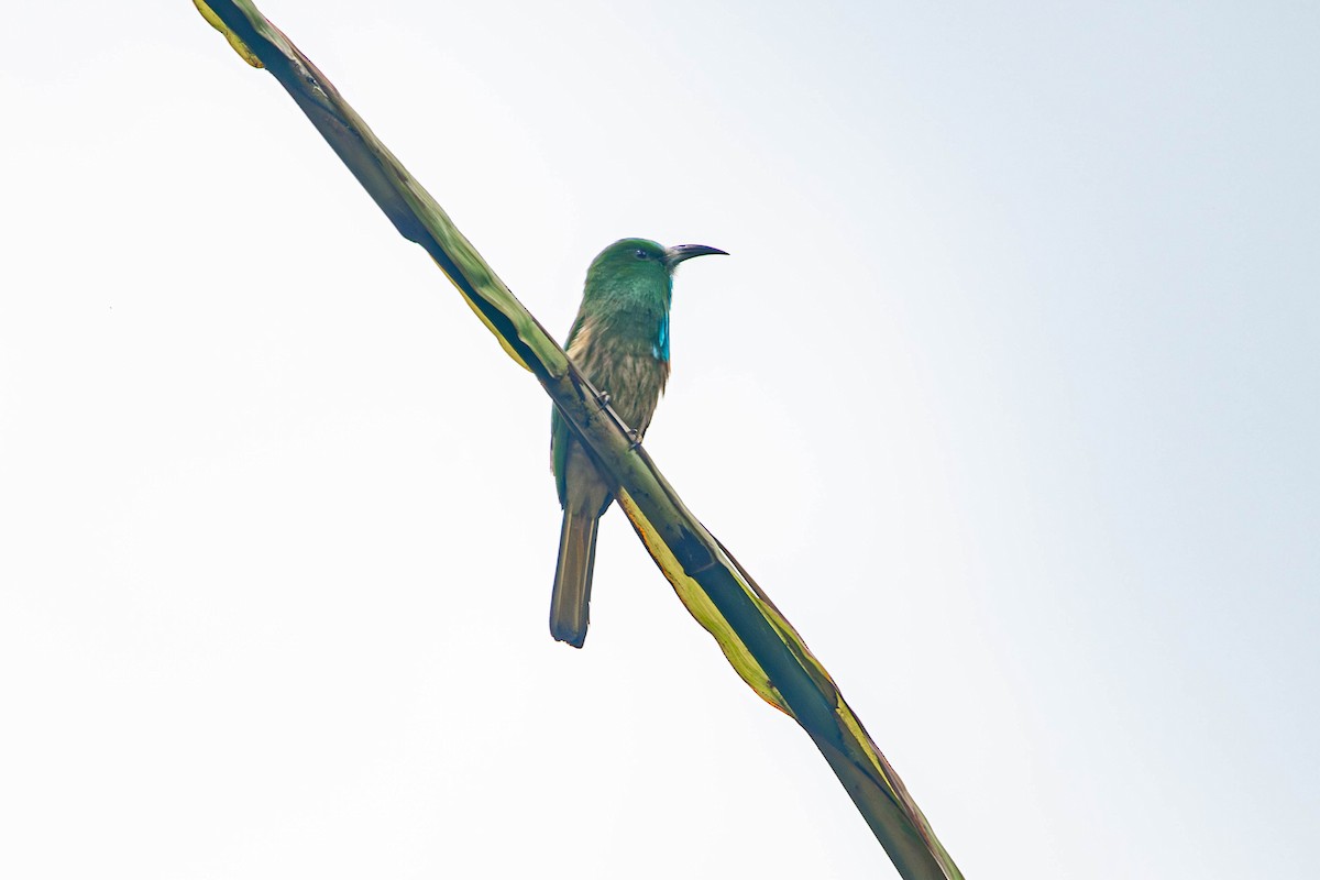 vlha modrobradá - ML646608692