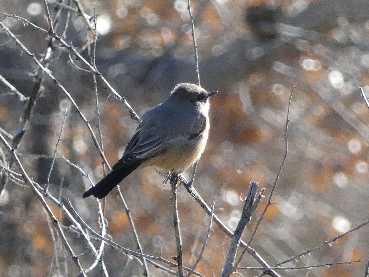 Say's Phoebe - ML646608693