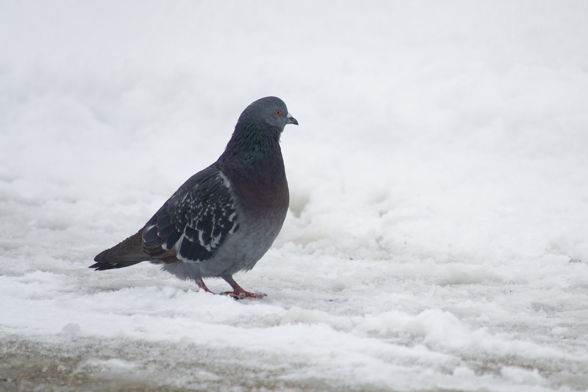 Rock Pigeon (Feral Pigeon) - ML646608694