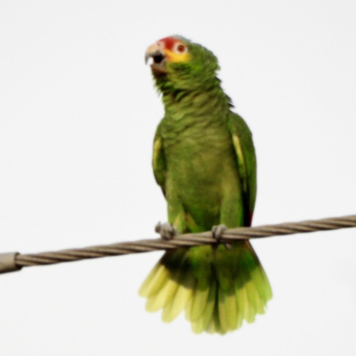 Red-lored Amazon - ML646608695