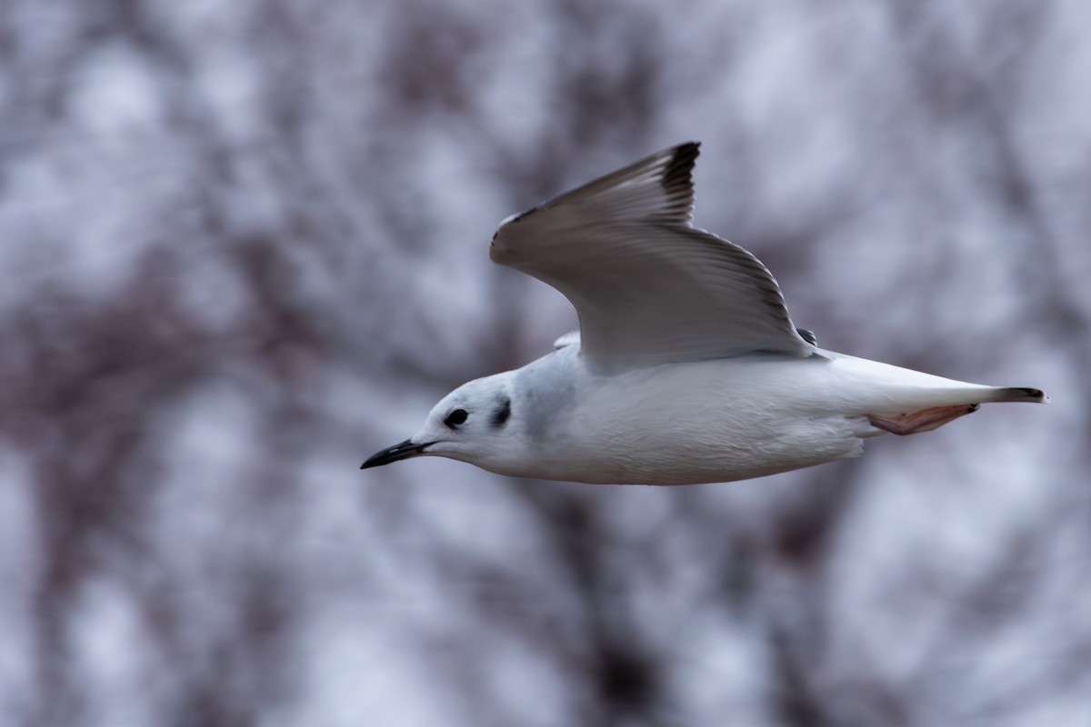Küçük Karabaş Martı - ML646608697