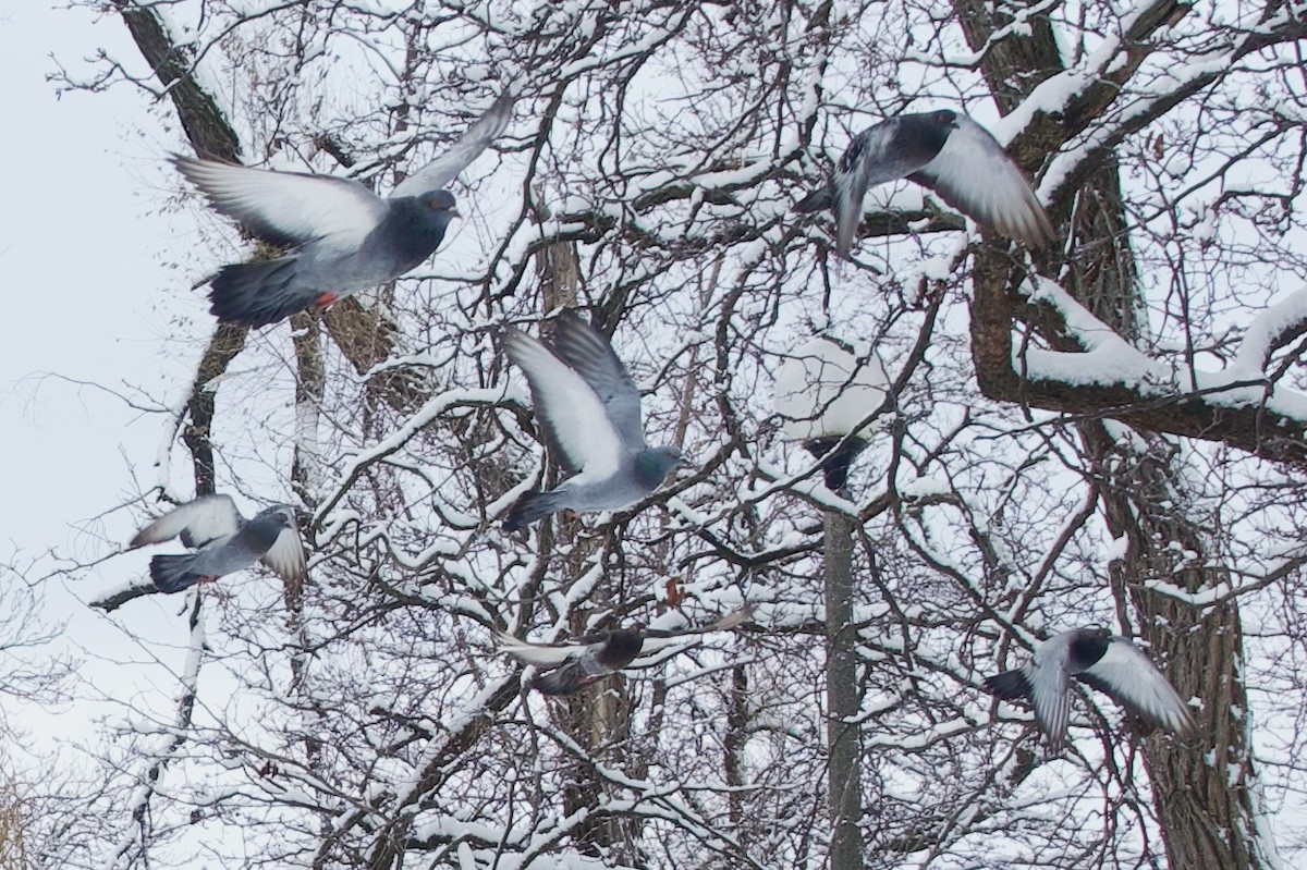 Rock Pigeon (Feral Pigeon) - ML646608700
