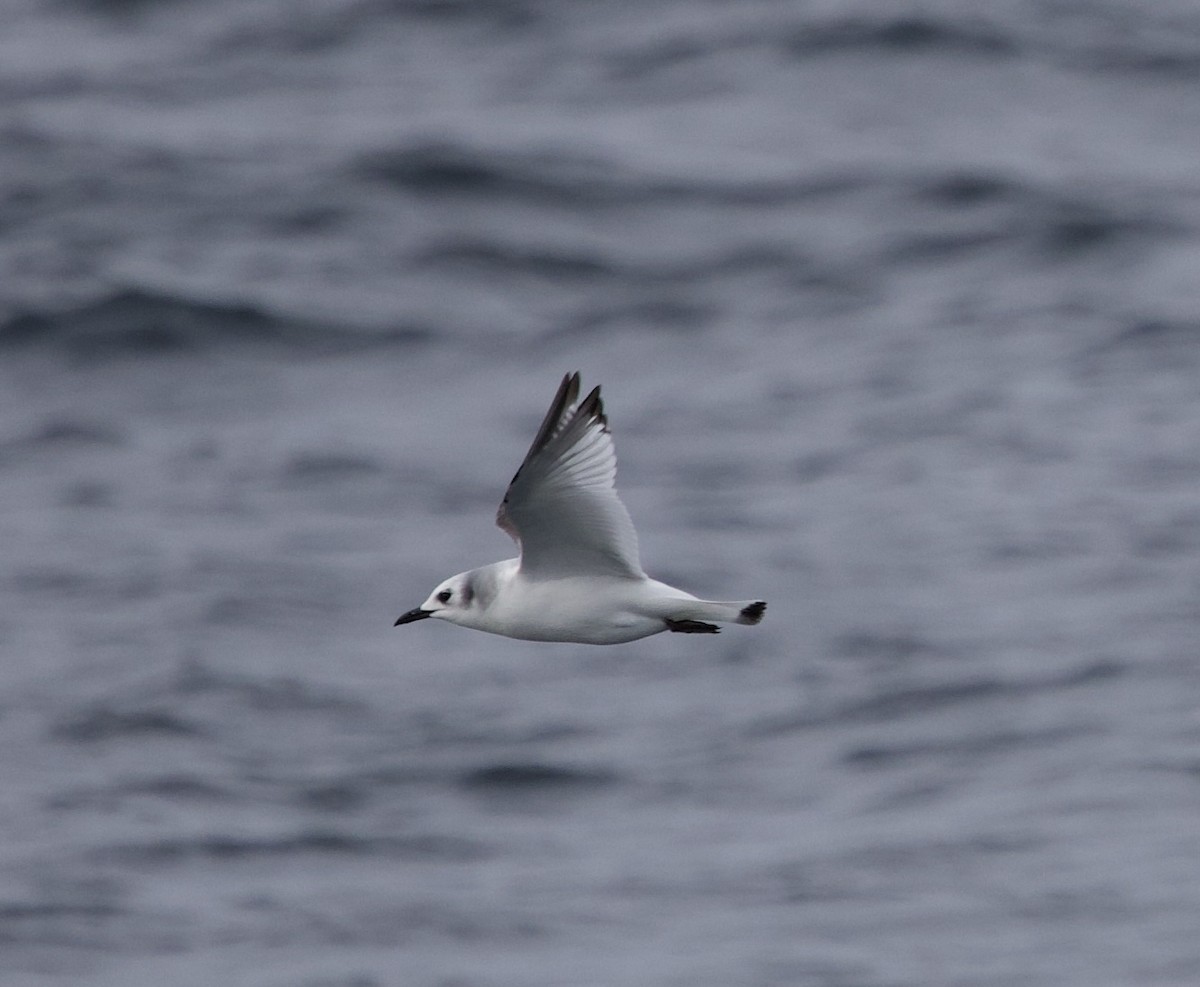 Bonaparte's Gull - ML646608702