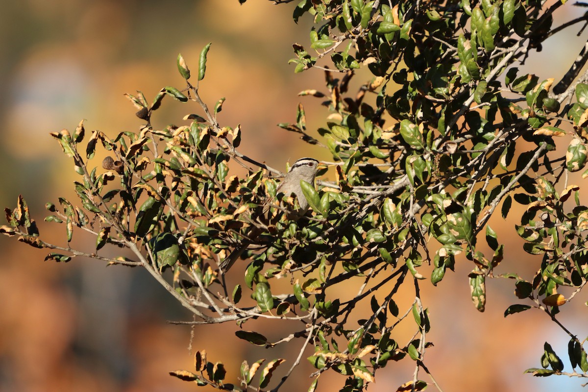 White-crowned Sparrow - ML646608704