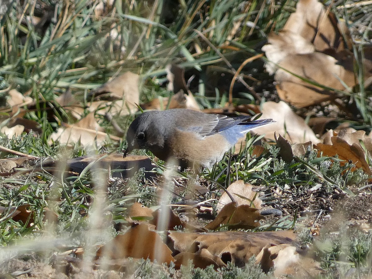 Western Bluebird - ML646608706