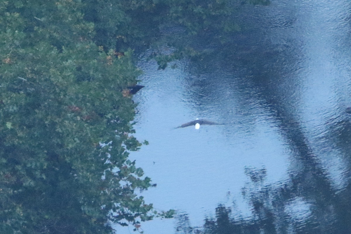 Bald Eagle - ML646608710