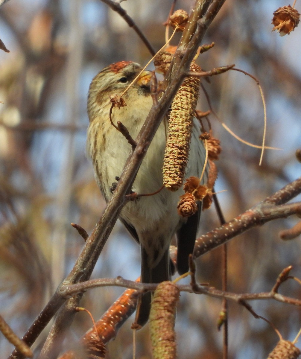 Redpoll (Lesser) - ML646608711
