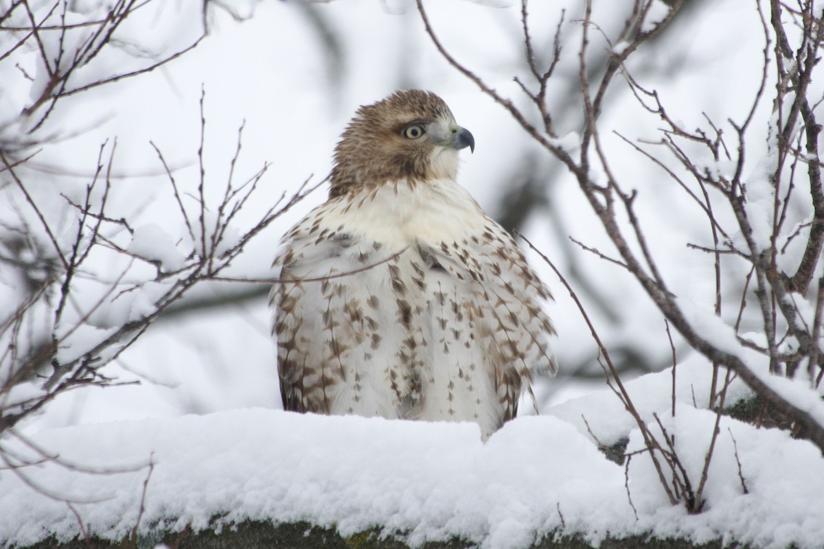 Red-tailed Hawk - ML646608712