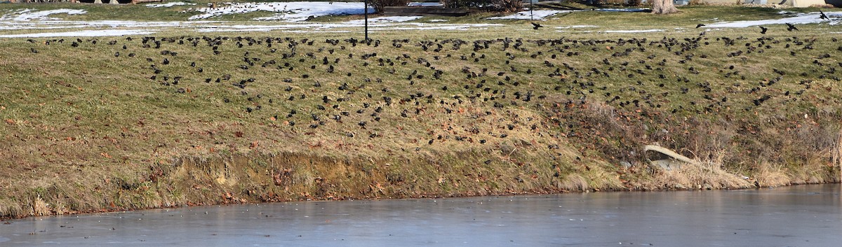 European Starling - ML646608714
