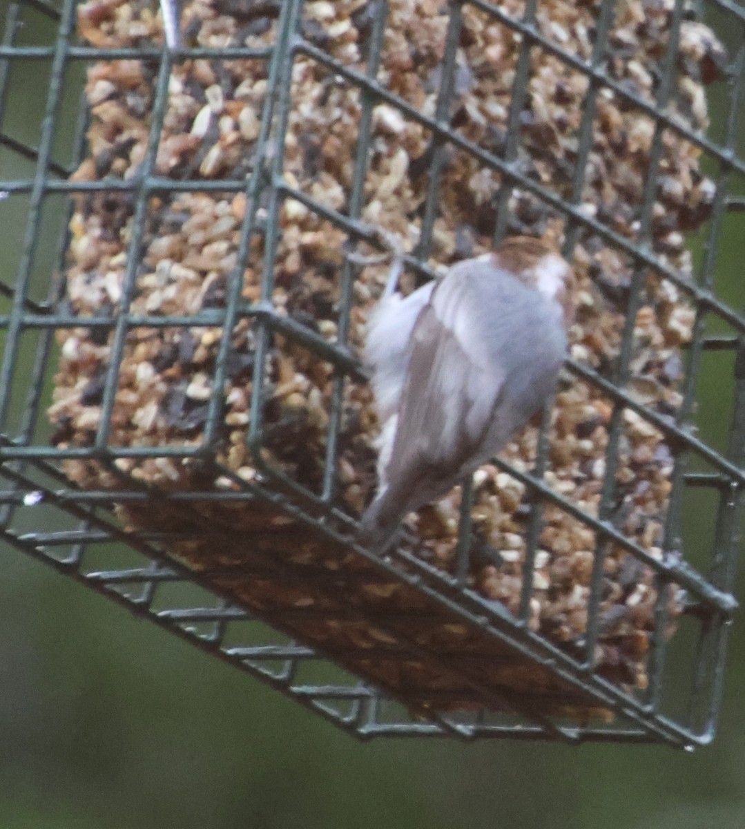 Sittelle à tête brune - ML646608715