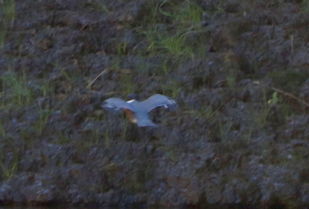 Belted Kingfisher - ML646608716