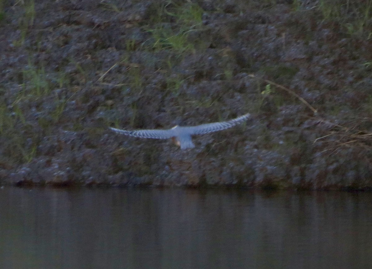 Belted Kingfisher - ML646608717