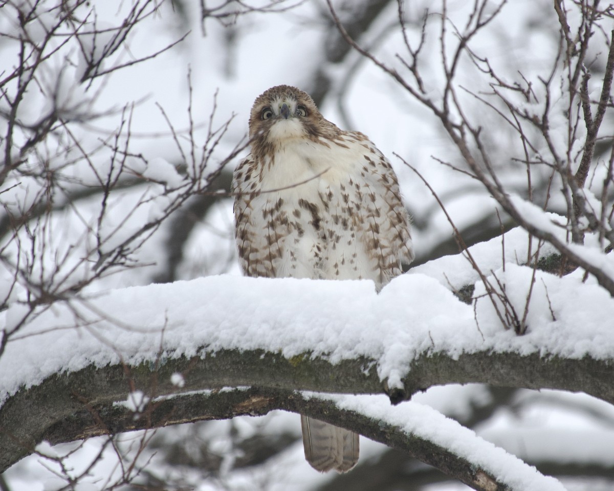 Red-tailed Hawk - ML646608718