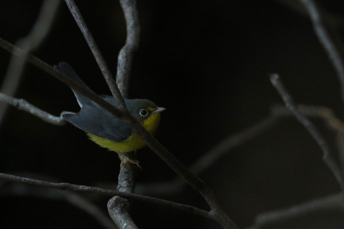 Paruline du Canada - ML646608719