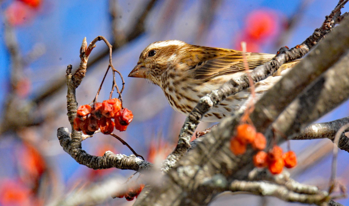 Purple Finch (Eastern) - ML646608721