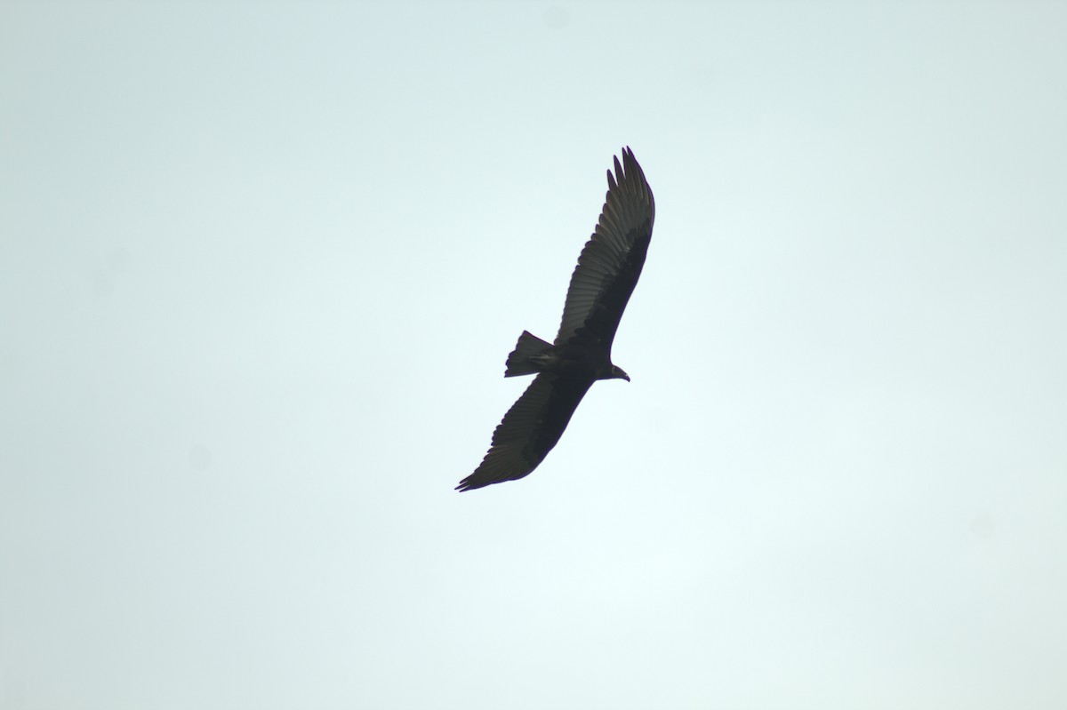 Lesser Yellow-headed Vulture - ML646608722