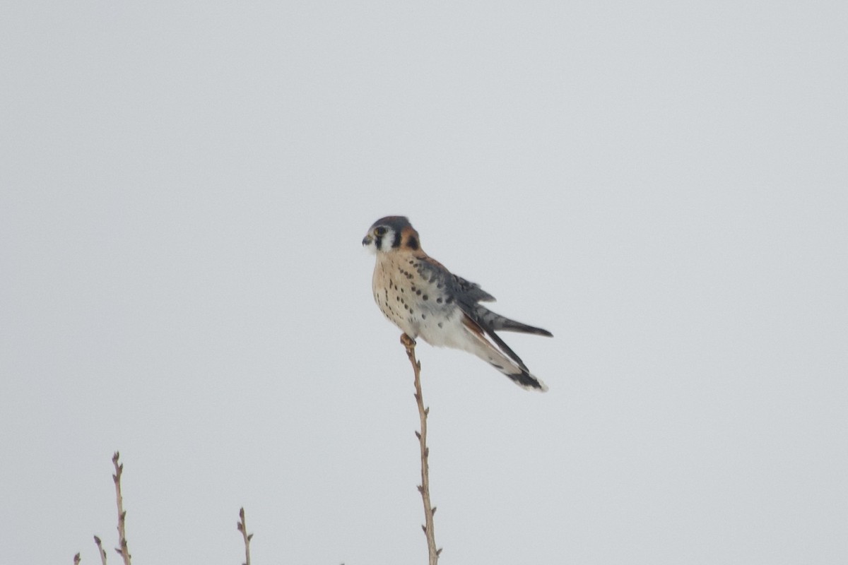 American Kestrel - ML646608723