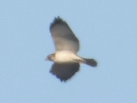 Short-tailed Hawk - ML646608724