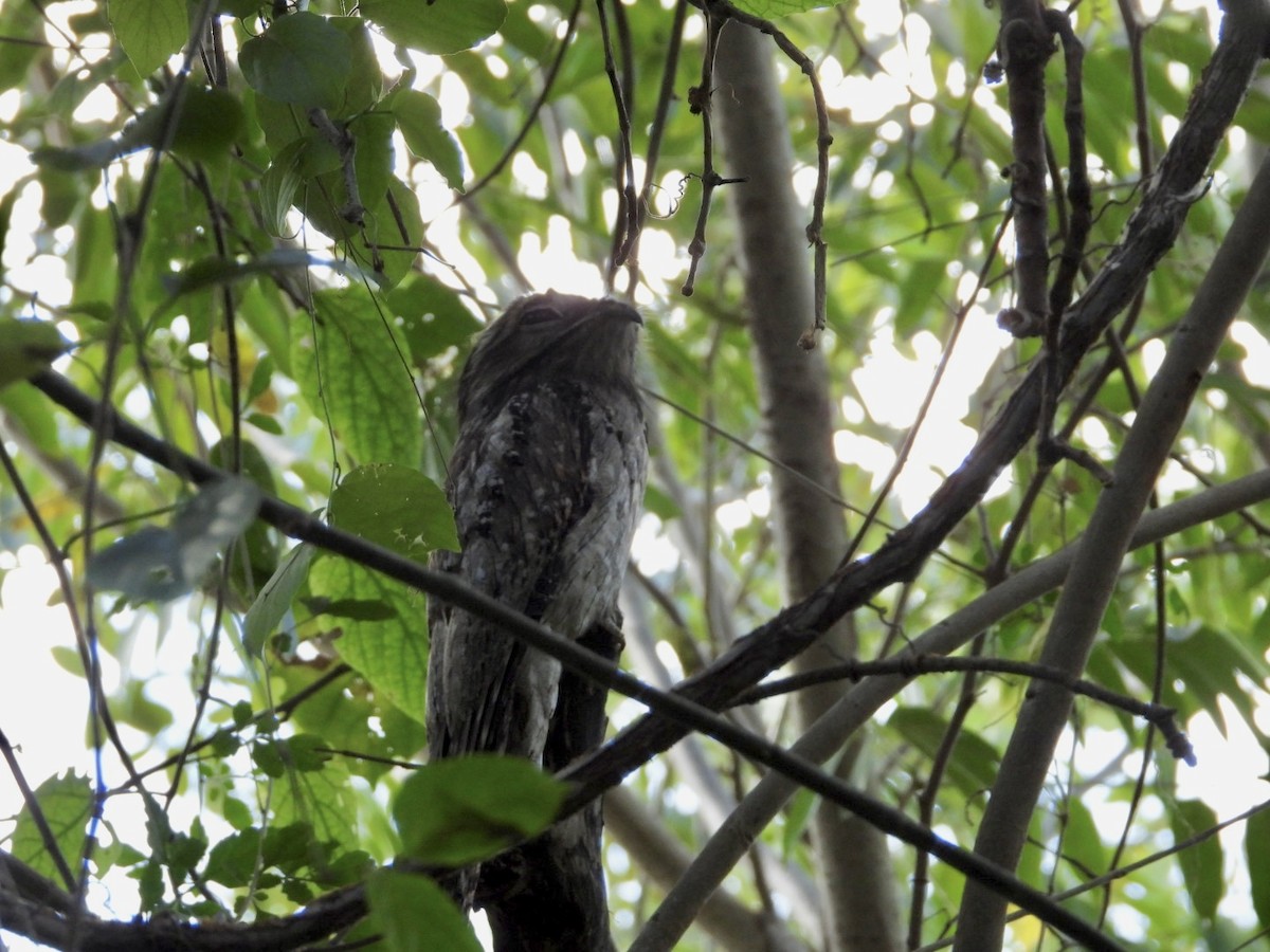 Northern Potoo - ML646608726