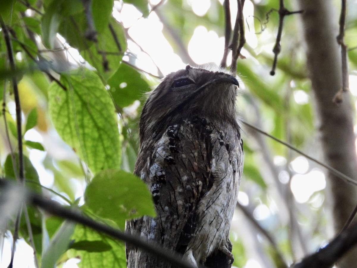 Northern Potoo - ML646608727
