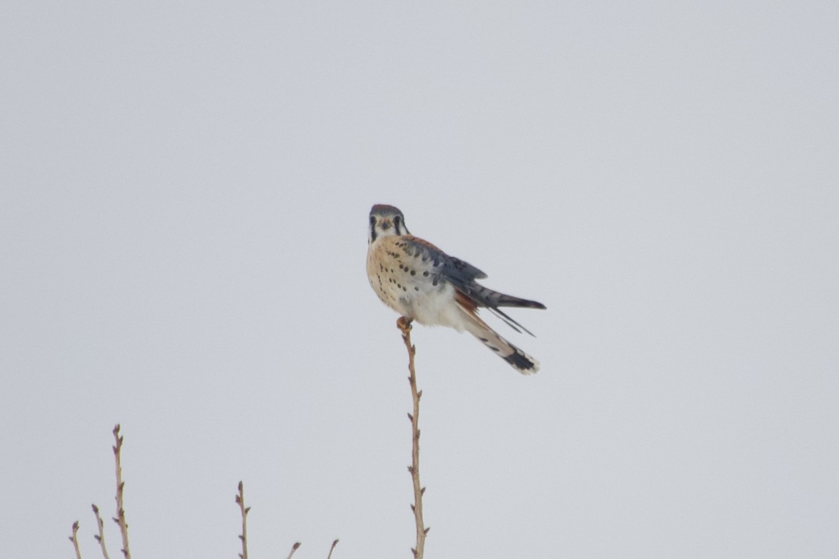 American Kestrel - ML646608732