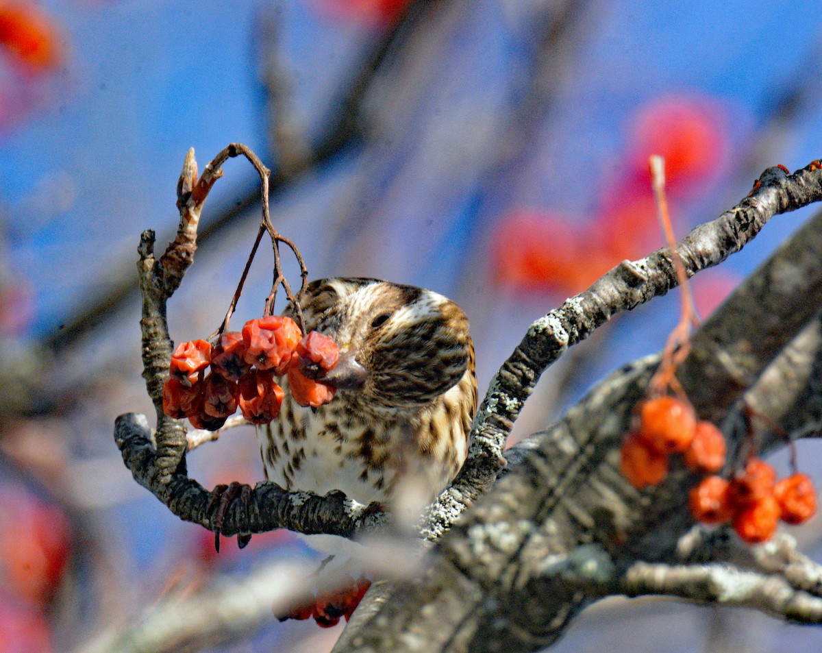 Purple Finch (Eastern) - ML646608735