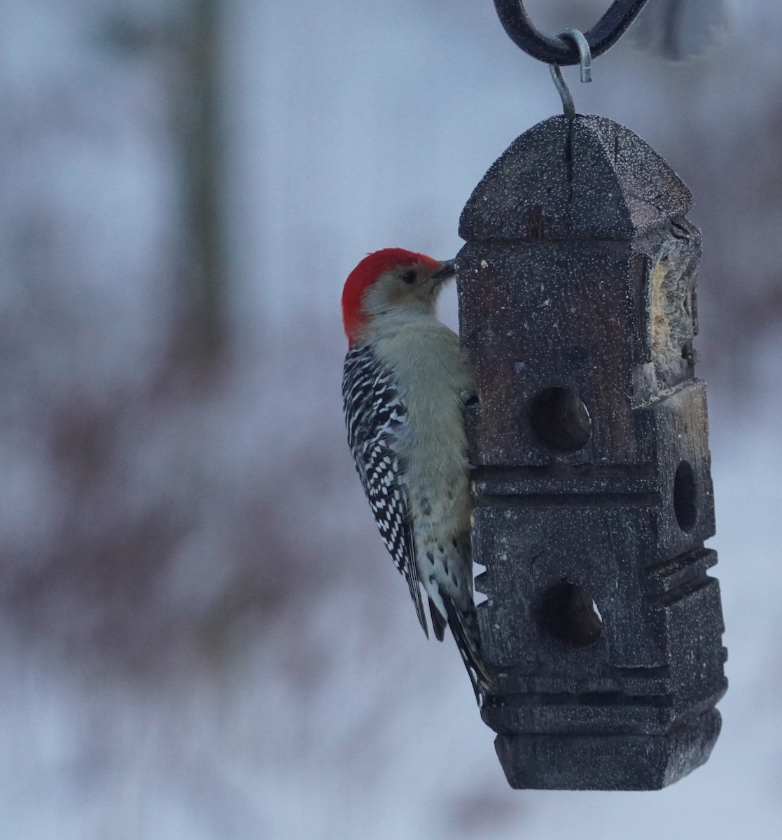 Red-bellied Woodpecker - ML646608738