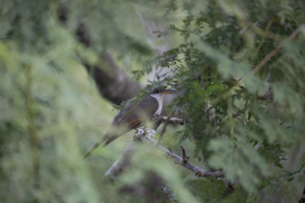 キバシカッコウ - ML646608740