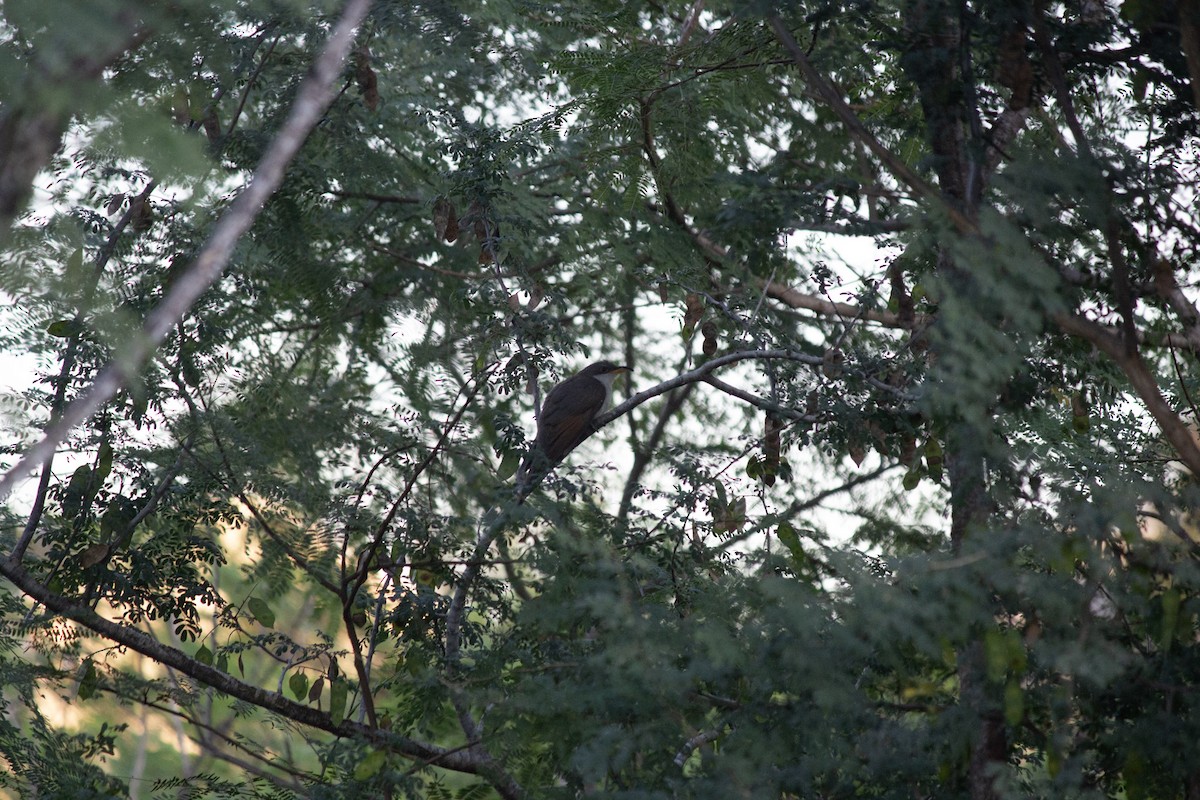 キバシカッコウ - ML646608741