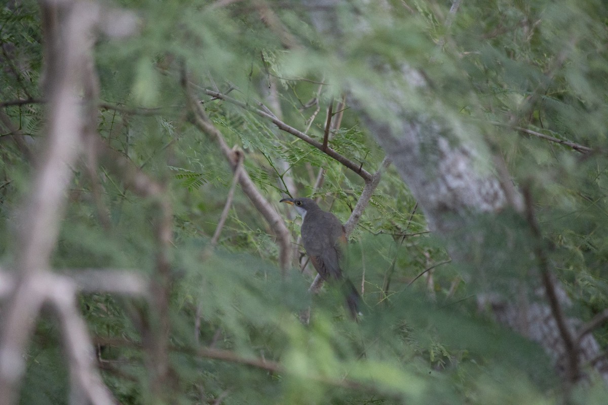 キバシカッコウ - ML646608742