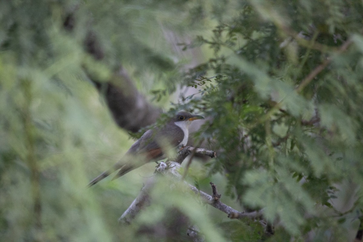 キバシカッコウ - ML646608743