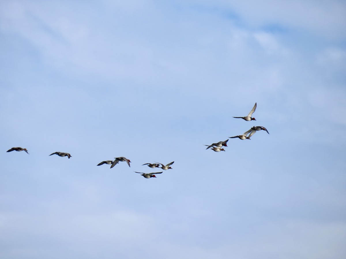 Redhead - ML646608744