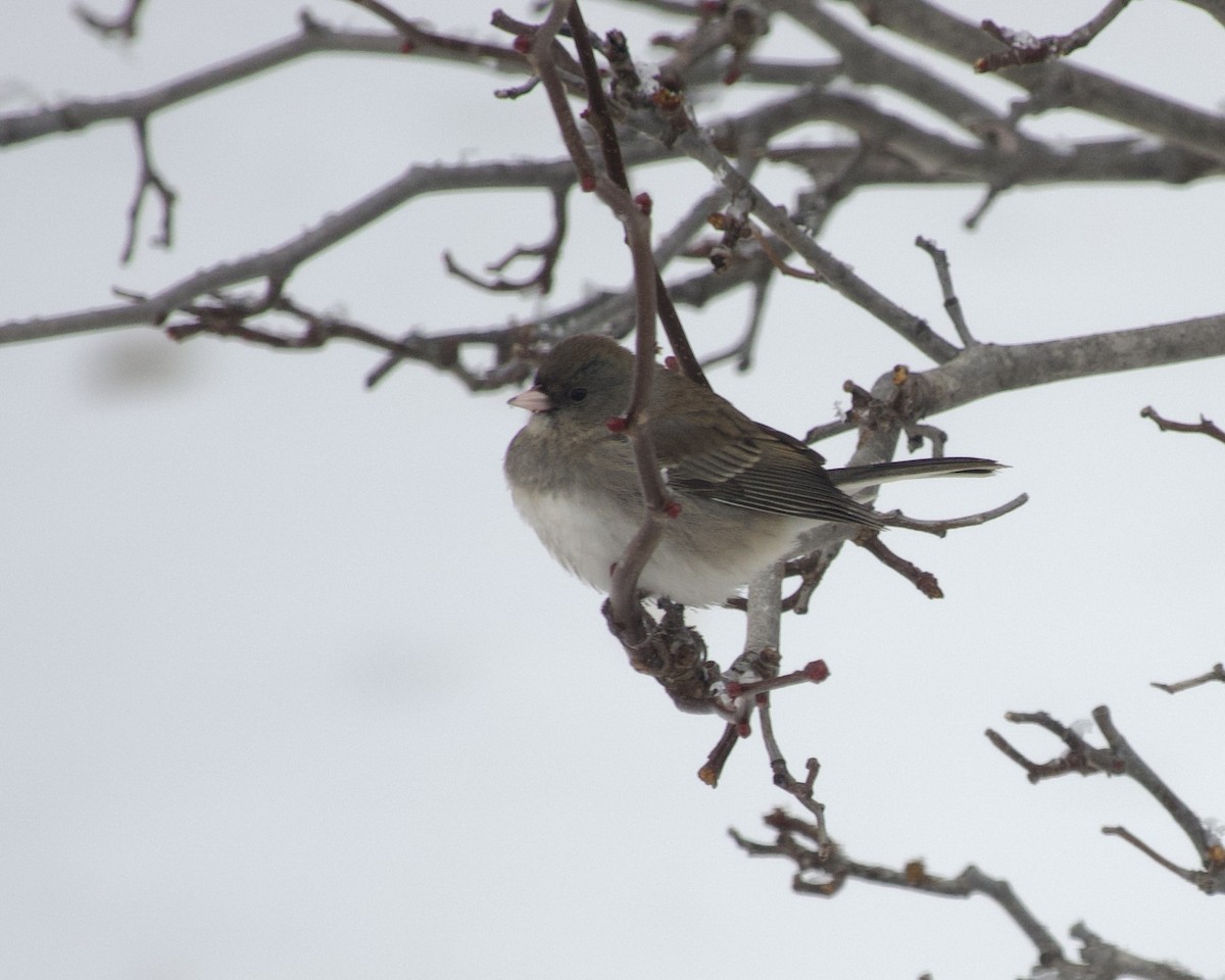 Dark-eyed Junco - ML646608746