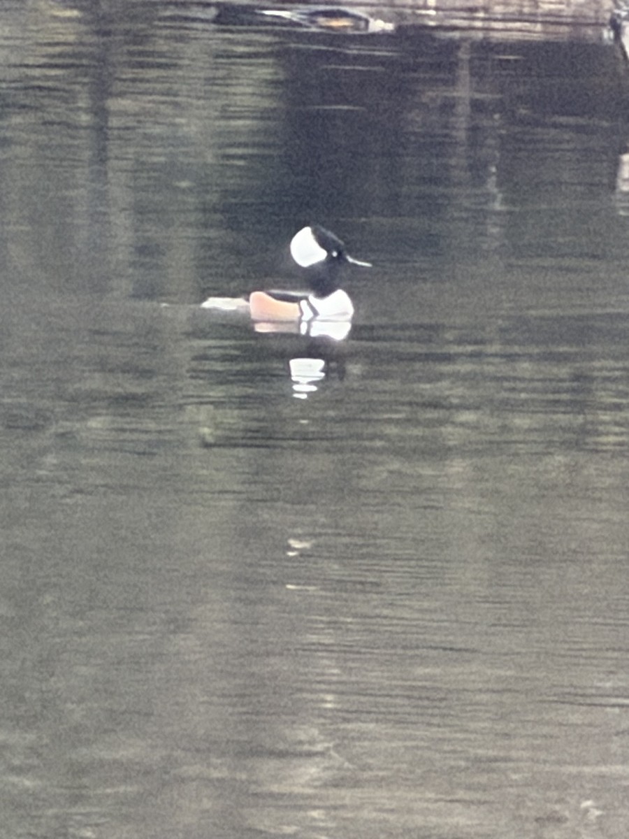 Bufflehead - ML646608747