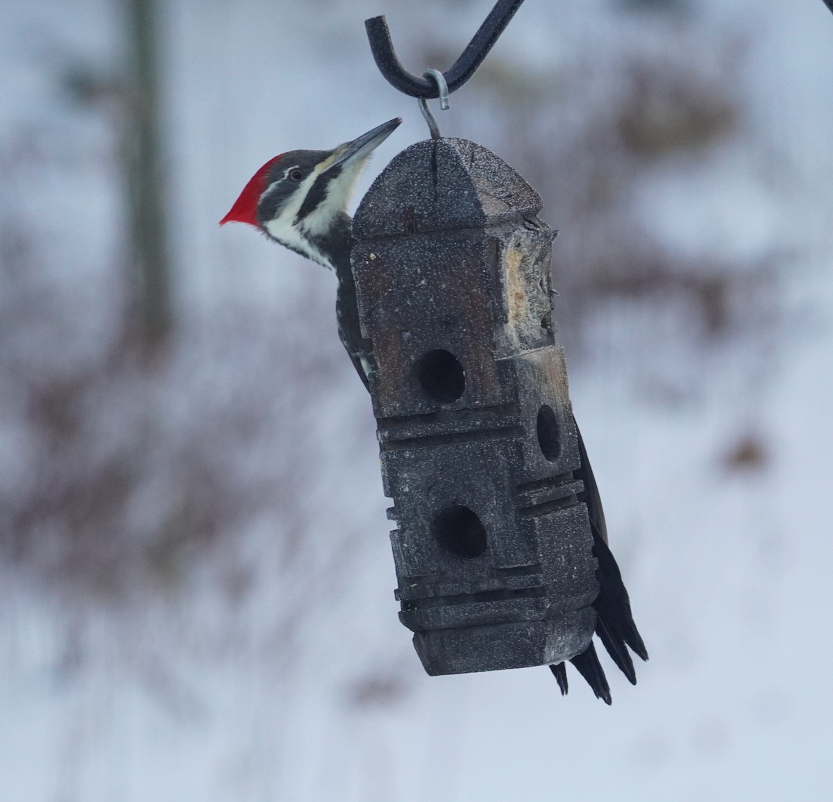 Pileated Woodpecker - ML646608748