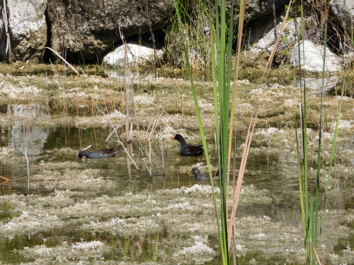 Common Gallinule - ML646608749