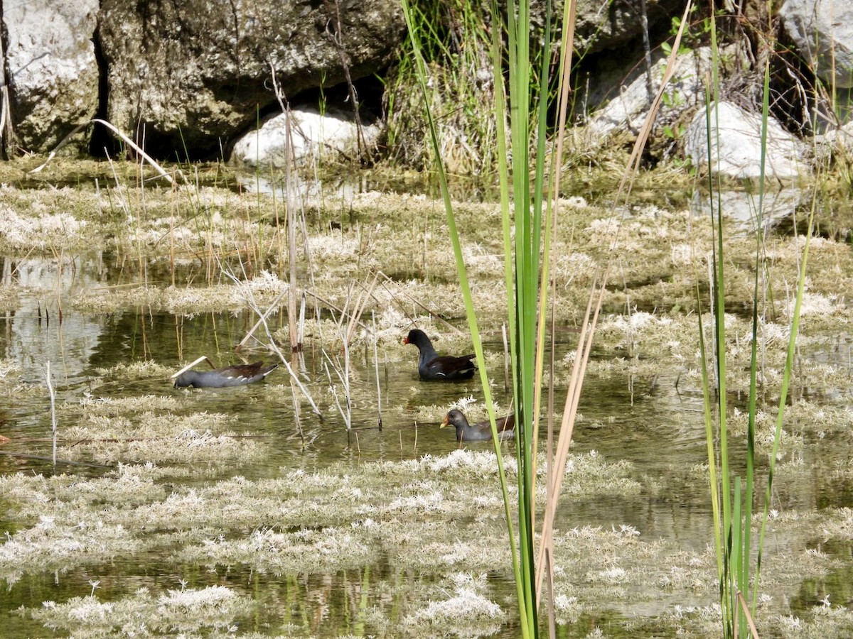 Common Gallinule - ML646608750