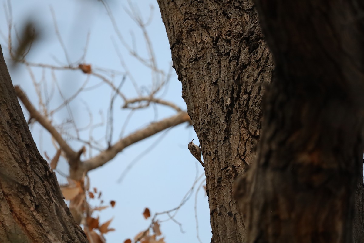 Brown Creeper - ML646608751