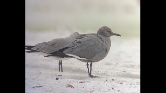 Gray Gull - ML646608753